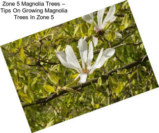 Zone 5 Magnolia Trees – Tips On Growing Magnolia Trees In Zone 5