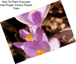 How To Plant Crocuses And Proper Crocus Flower Care