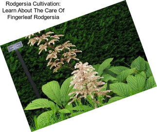 Rodgersia Cultivation: Learn About The Care Of Fingerleaf Rodgersia