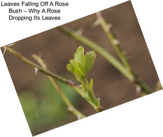Leaves Falling Off A Rose Bush – Why A Rose Dropping Its Leaves