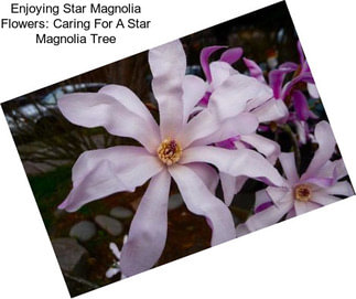 Enjoying Star Magnolia Flowers: Caring For A Star Magnolia Tree