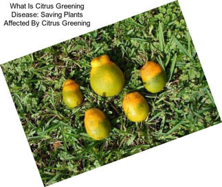 What Is Citrus Greening Disease: Saving Plants Affected By Citrus Greening