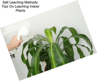 Salt Leaching Methods: Tips On Leaching Indoor Plants