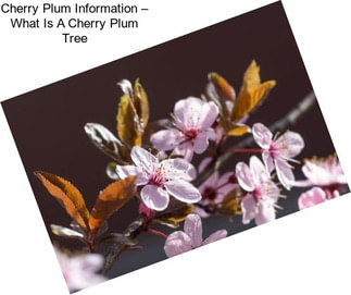 Cherry Plum Information – What Is A Cherry Plum Tree