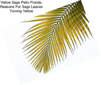 Yellow Sago Palm Fronds: Reasons For Sago Leaves Turning Yellow
