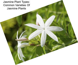 Jasmine Plant Types: Common Varieties Of Jasmine Plants