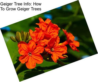 Geiger Tree Info: How To Grow Geiger Trees