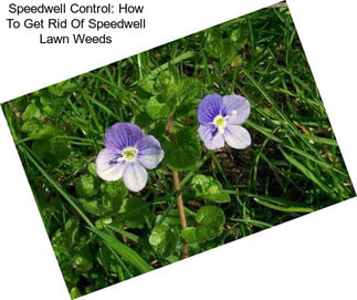 Speedwell Control: How To Get Rid Of Speedwell Lawn Weeds