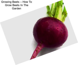 Growing Beets – How To Grow Beets In The Garden