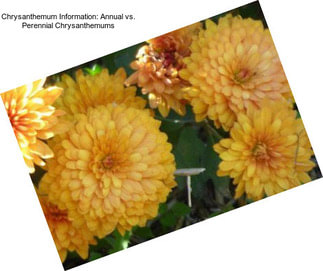 Chrysanthemum Information: Annual vs. Perennial Chrysanthemums