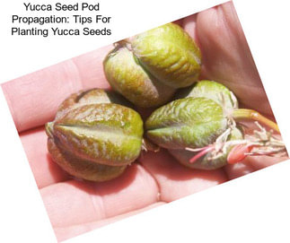 Yucca Seed Pod Propagation: Tips For Planting Yucca Seeds