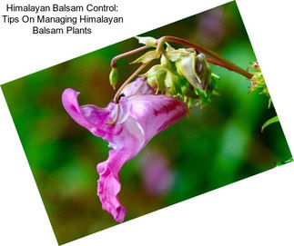 Himalayan Balsam Control: Tips On Managing Himalayan Balsam Plants