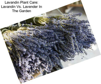 Lavandin Plant Care: Lavandin Vs. Lavender In The Garden