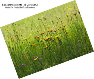 False Dandelion Info – Is Cat\'s Ear A Weed Or Suitable For Gardens