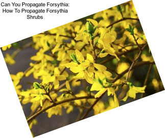 Can You Propagate Forsythia: How To Propagate Forsythia Shrubs