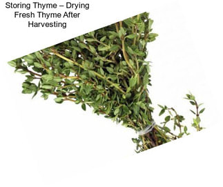Storing Thyme – Drying Fresh Thyme After Harvesting