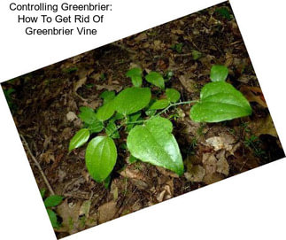 Controlling Greenbrier: How To Get Rid Of Greenbrier Vine