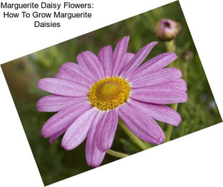 Marguerite Daisy Flowers: How To Grow Marguerite Daisies