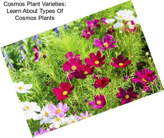 Cosmos Plant Varieties: Learn About Types Of Cosmos Plants