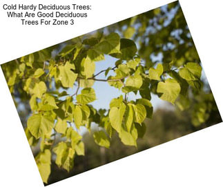 Cold Hardy Deciduous Trees: What Are Good Deciduous Trees For Zone 3