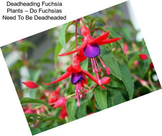 Deadheading Fuchsia Plants – Do Fuchsias Need To Be Deadheaded