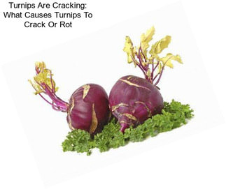 Turnips Are Cracking: What Causes Turnips To Crack Or Rot