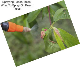 Spraying Peach Trees: What To Spray On Peach Trees