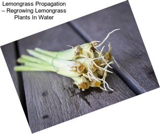 Lemongrass Propagation – Regrowing Lemongrass Plants In Water