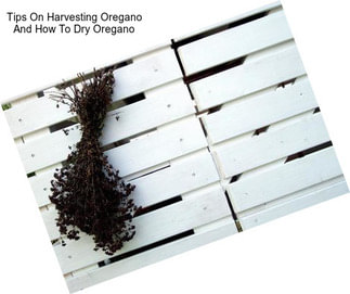 Tips On Harvesting Oregano And How To Dry Oregano