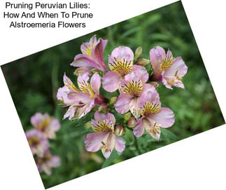 Pruning Peruvian Lilies: How And When To Prune Alstroemeria Flowers