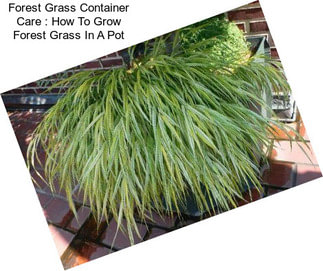 Forest Grass Container Care : How To Grow Forest Grass In A Pot