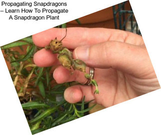 Propagating Snapdragons – Learn How To Propagate A Snapdragon Plant