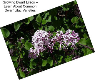 Growing Dwarf Lilacs – Learn About Common Dwarf Lilac Varieties