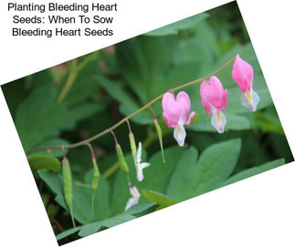 Planting Bleeding Heart Seeds: When To Sow Bleeding Heart Seeds