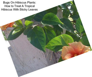 Bugs On Hibiscus Plants: How to Treat A Tropical Hibiscus With Sticky Leaves