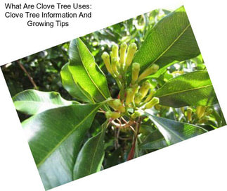 What Are Clove Tree Uses: Clove Tree Information And Growing Tips