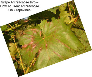 Grape Anthracnose Info – How To Treat Anthracnose On Grapevines