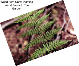 Wood Fern Care: Planting Wood Ferns In The Garden