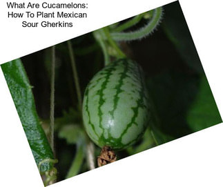 What Are Cucamelons: How To Plant Mexican Sour Gherkins