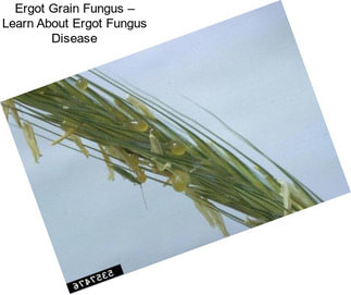 Ergot Grain Fungus – Learn About Ergot Fungus Disease