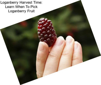 Loganberry Harvest Time: Learn When To Pick Loganberry Fruit