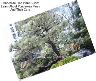 Ponderosa Pine Plant Guide: Learn About Ponderosa Pines And Their Care