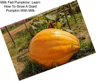 Milk Fed Pumpkins: Learn How To Grow A Giant Pumpkin With Milk