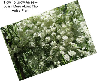 How To Grow Anise – Learn More About The Anise Plant