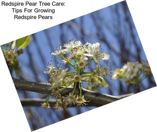 Redspire Pear Tree Care: Tips For Growing Redspire Pears