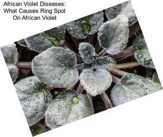 African Violet Diseases: What Causes Ring Spot On African Violet