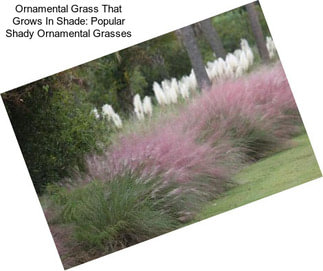 Ornamental Grass That Grows In Shade: Popular Shady Ornamental Grasses