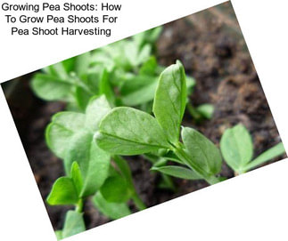 Growing Pea Shoots: How To Grow Pea Shoots For Pea Shoot Harvesting