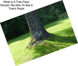What Is A Tree Flare: Should I Be Able To See A Tree\'s Roots