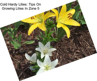 Cold Hardy Lilies: Tips On Growing Lilies In Zone 5